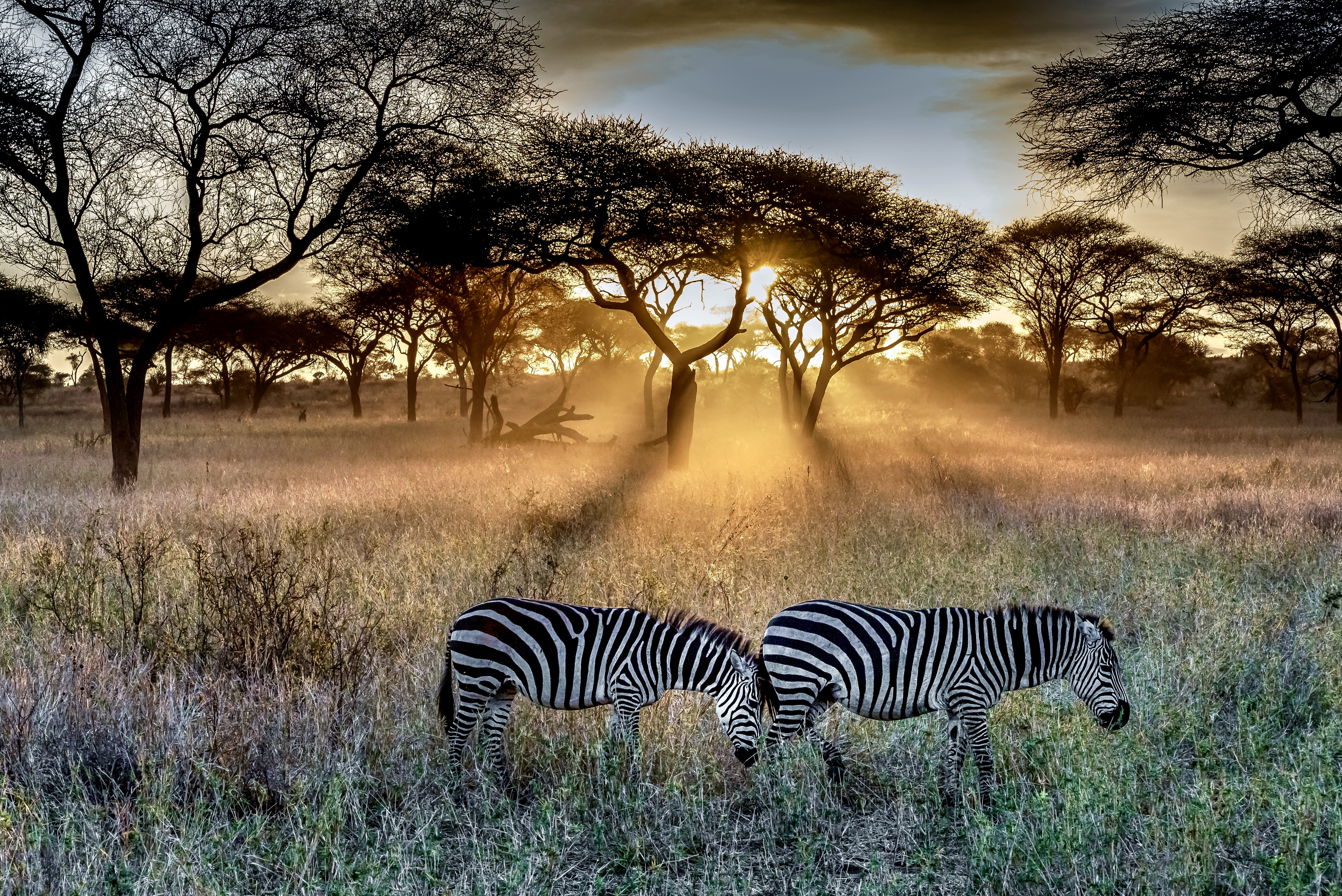 Safari